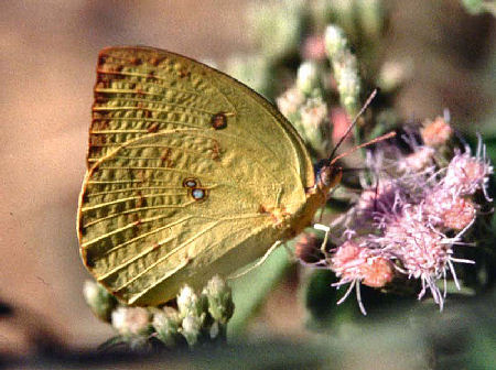 Lemon Migrant (Catopsilia pomona). Chitwan National Park. Nepal. Det sydlige lavland ved grnsen til Indien. November 1995. Fotograf: Lars Andersen