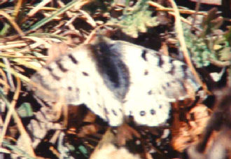 Blue Apollo, Parnassius hardwickii. Sing Gompa. Langtang, Nepal i 3400 m.15  februar 2000. Fotograf: Lars Andersen