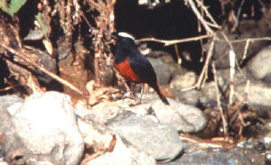 Hvidtoppet Vandrdstjert. Dhunche, Langtang, Nepal i 1700 m. November 1995. Fotograf: Lars Andersen