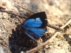 Hooked Oakblue, Arhopala paramuta. Dhunche, Langtang, Nepal i 2000 m. Oktober 1995. Fotograf: Lars Andersen