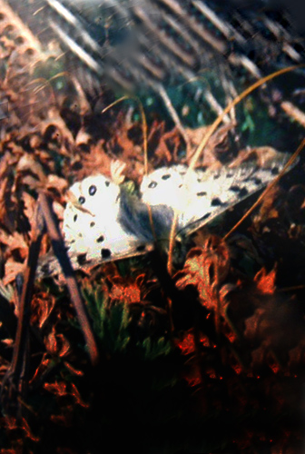 Blue Apollo, Parnassius hardwickii. Sing Gompa. Langtang, Nepal i 3400 m.15  februar 2000. Fotograf: Lars Andersen