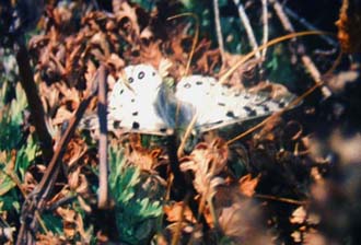 Blue Apollo, Parnassius hardwickii. Sing Gompa. Langtang, Nepal i 3400 m.15  februar 2000. Fotograf: Lars Andersen