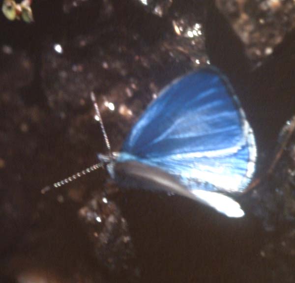 Hill Hedge Blue, Celastrina argiolus iynteana (de Nicéville, 1884). Syabru, 2000 m. Langtang, Nepal, Oktober 1995. Photographer: Lars Andersen