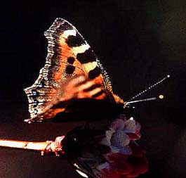 Himalaya Takvinge Aglais cashmirensis. Syabru, 2000 m. Langtang, Nepal, Oktober 1995. Fotograf: Lars Andersen