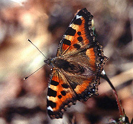 Himalaya Takvinge Aglais cashmirensis. Syabru, 2000 m. Langtang, Nepal, Oktober 1995. Fotograf: Lars Andersen