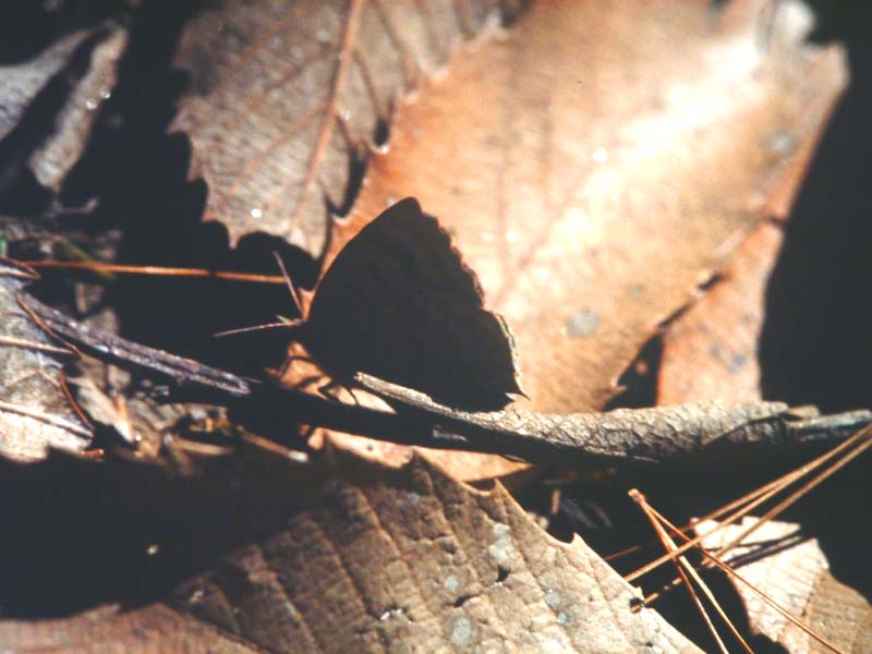 Dark Himalayan Oakblue  Arhopala rama, Syabru, 2000 m. Langtang, Nepal, Oktober 1995. her sidder den med lukkede vinger i vissent løv af Himalayan Oak, Quercus lanata