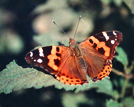 Indisk Admiral, Vanessa indica, Katmandu, Nepal. November - 1995. Fotograf: Lars Andersen