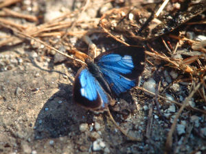 Hooked Oakblue, Arhopala paramuta. Dhunche, Langtang, Nepal i 2000. Oktober 1995. Fotograf: Lars Andersen