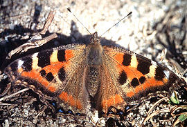 Himalaya Takvinge Aglais cashmirensis. Syabru, 2000 m. Langtang, Nepal, Oktober 1995. Fotograf: Lars Andersen