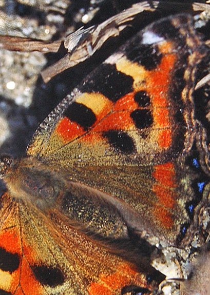 Himalaya Takvinge, Aglais cashmirensis. Syabru, 2000 m. Langtang, Nepal, Oktober 1995. Fotograf: Lars Andersen