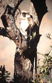 Langur. Dhunche, Langtang, Nepal i 2000 m. November 1995. Fotograf: Lars Andersen