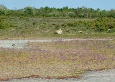 Alvaret, Lenstad. Parti med kugleblomst. d. 5 juni 2004. Fotograf Lars Andersen