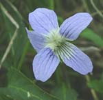 En endemisk plante den meget sjældne Stor viol, Viola elatior. Alvaret, Lenstad Øland, Sverige. 6 juni 2004