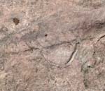 En forhistorisk Blæksprutte af slægten Ortoceratiter fra Holenkalksten i den Ordoviciumske periode fra ca 490 milioner år siden. Alvaret, Lenstad Øland, Sverige. 6 juni 2004