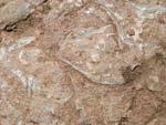 En forhistorisk Armfod af slægten Brakiopoderne fra Holenkalksten i den Ordoviciumske periode fra ca 490 milioner år siden. Alvaret, Lenstad Øland, Sverige. 6 juni 2004