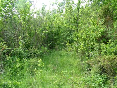 Lokalitet for Hamarias lucina. Mittlandsskogen, Lenstad. d. 7 juni 2004. Fotograf Lars Andersen