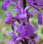 Mose ggeurt, Orchis palustris. Alvaret, Lenstad land, Sverige. 6 juni 2004