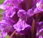 Blodplettet ggeurt, Dactylorhiza cruenta. Alvaret, Lenstad land, Sverige. 6 juni 2004