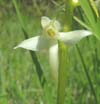 Bakke ggelilje, Platanthera bifolia. Mittlandsskogen, land, Sverige. 6 juni 2004