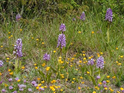 Ridder ggeurt, Orchis ustulata. Mittlandsskogen, Lenstad. d. 7 juni 2004. Fotograf Lars Andersen