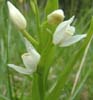 Svrd Skovlilje, Cephalanthera longifolia. Mittlandsskogen, land, Sverige. 6 juni 2004