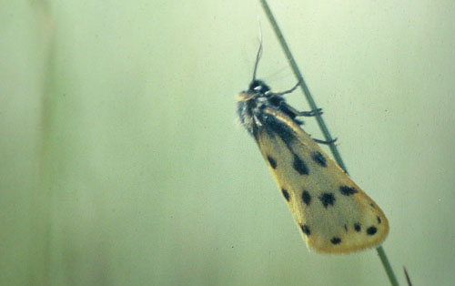 Mindre borstspinnare, Setina roscida (Denis & Schiffermüller, 1775). Alvaret, Öland, Sverige juni 1983. Fotograf; Lars Andersen