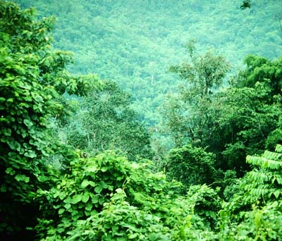 Khao Nor Chuchi Lowland Forest. Thailand. marts/maj 1997. Fotograf Rikke Mortensen