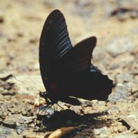 Great Mormon. Iliades memnon. Khao Nor Chuchi Lowland Forest. Thailand. marts/maj 1997. Fotograf Rikke Mortensen