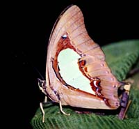 Common Nawab, Polyura athamas. Khao Nor Chuchi Lowland Forest. Thailand. marts/maj 1997. Fotograf Rikke Mortensen