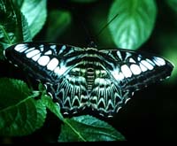 Clipper, Parthenos sylvia. Khao Nor Chuchi Lowland Forest. Thailand. marts/maj 1997. Fotograf Rikke Mortensen