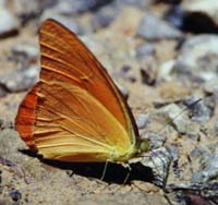 Khao Nor Chuchi Lowland Forest. Thailand. marts/maj 1997. Fotograf Rikke Mortensen