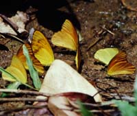 Khao Nor Chuchi Lowland Forest. Thailand. marts/maj 1997. Fotograf Rikke Mortensen