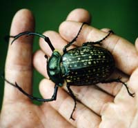 Khao Nor Chuchi Lowland Forest. Thailand. marts/maj 1997. Fotograf Rikke Mortensen