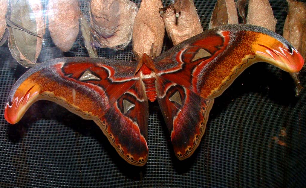Atlas Sværmer, Attacus atlas som er over 26 cm i vingefang. Zoologisk Have oktober 2004. Fotograf; Lars Andersen