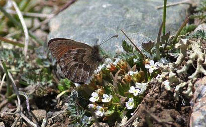 Daban Ringlet, Erebia dabanensis. Ara-Bel plateau, Kyrgyzstan d. 11 june 2008. Photographer; Erling Krabbe