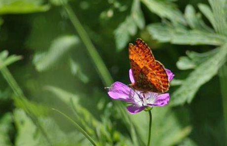 Tien Shan Fritillary, Boloria erubescens.  Tamga, Kyrgyzstan d. 13 june 2008. Photographer; Erling Krabbe