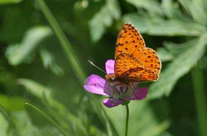 Tien Shan Fritillary, Boloria erubescens.  Tamga, Kyrgyzstan d. 13 june 2008. Photographer; Erling Krabbe