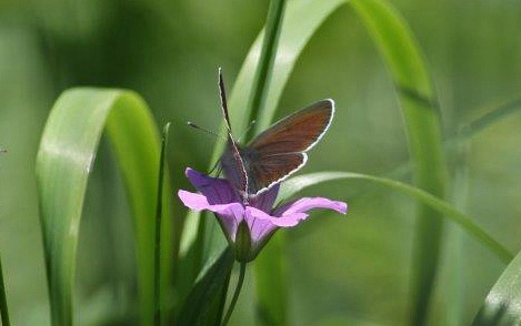 Geranium Argus, Eumedonia eumedon. Tamga, Kyrgyzstan d. 13 june 2008. Photographer; Erling Krabbe