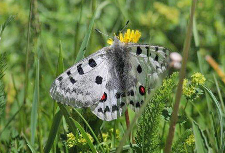 Tien Shan Apollo, Parnassius tiansschanicus. Kokpek Pass, Kyrgyzstan d. 28 may 2008. Photographer; Erling Krabbe