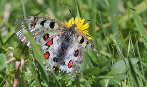 Tien Shan Apollo, Parnassius tiansschanicus. Kokpek Pass, Kyrgyzstan d. 28 may 2008. Photographer; Erling Krabbe