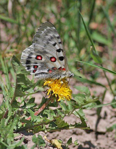 Tien Shan Apollo, Parnassius tiansschanicus. Kokpek Pass, Kyrgyzstan d. 28 may 2008. Photographer; Erling Krabbe