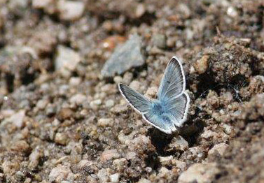 Tien Shan Blue, Agriades pheretiades. Ara-Bel plateau, Kyrgyzstan d. 11 june 2008. Photographer; Erling Krabbe