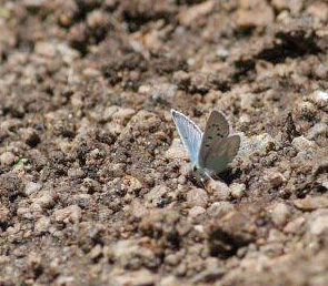 Tien Shan Blue, Agriades pheretiades. Ara-Bel plateau, Kyrgyzstan d. 11 june 2008. Photographer; Erling Krabbe