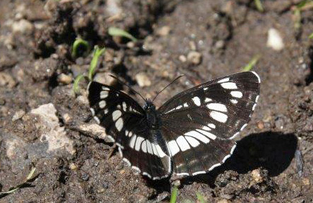 Hungarian Glider, Neptis rivularis. Tamga, Kyrgyzstan d. 13 june 2008. Photographer; Erling Krabbe