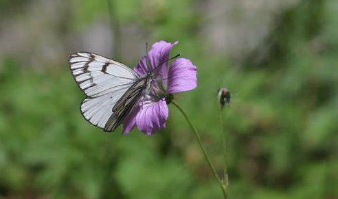 Himalayan Blackvein, Aporia leucodice. Tamga, Kyrgyzstan d. 13 june 2008. Photographer; Erling Krabbe