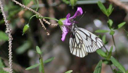 Himalayan Blackvein, Aporia leucodice. Tamga, Kyrgyzstan d. 13 june 2008. Photographer; Erling Krabbe