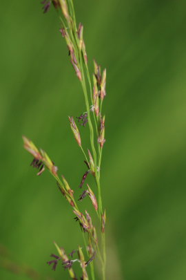 Blåtop, Molinia caerulea som er værtsplante for Stor bredpande. Hannenov Skov, Falster d. 17 July 2009. Fotograf: Lars Andersen