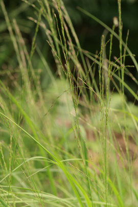 Bltop, Molinia caerulea som er vrtsplante for Stor bredpande. Hannenov Skov, Falster d. 17 July 2009. Fotograf: Lars Andersen