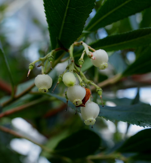 Jordbrtr, Arbutus unedo. Botanisk Have, Kbenhavn d. 17 Januar 2009. Fotograf: Lars Andersen