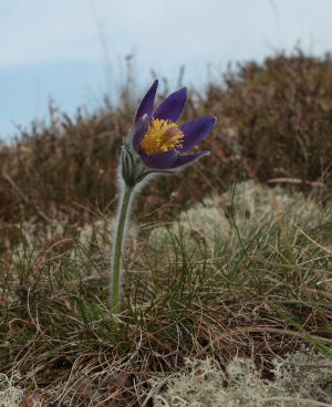 Opret Kobjlde (Pulsatilla vulgaris). Rusland, Nordsjlland d. 13 April 2009. Fotograf: Lars Andersen